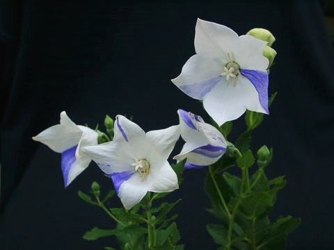 Platycodon grandiflorum Apoyama