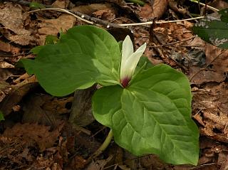 Trillium albidum