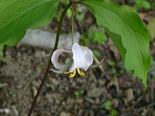Trillium catesbaei