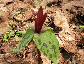 Trillium kurabayashii