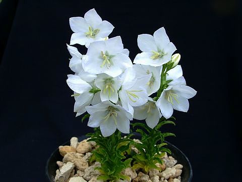 Campanula persicifolia 'Planiflora Alba'