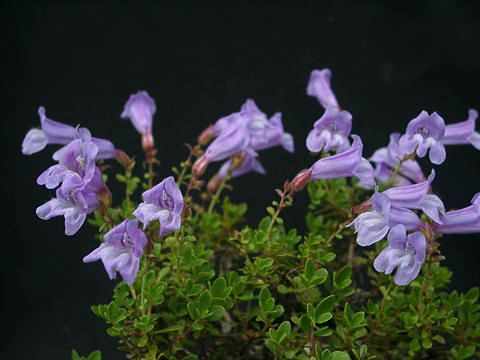 Penstemon 'purple Gem'