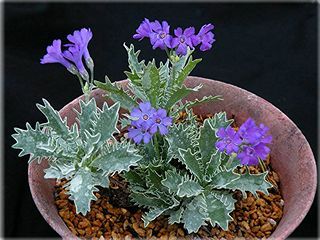 Primula marginata 'Laciniata'