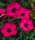 Dianthus 'Inshriach Dazzle