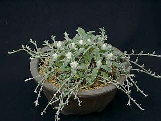 Anaphalis souliei