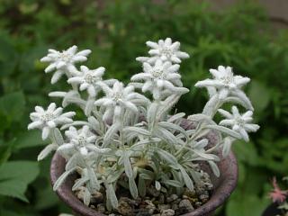 Leontopodium nivale
