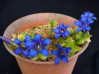 Gentiana loderi