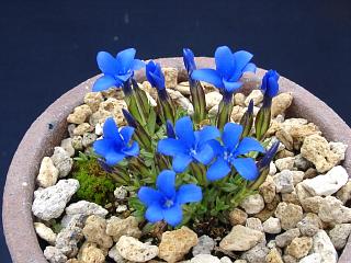 Gentiana pumila