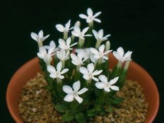 Gentiana verna alba