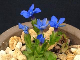Gentiana angulosa