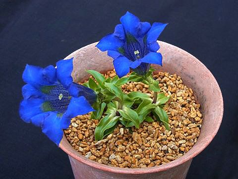 Gentiana ligustica