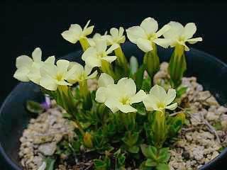 Gentiana oschtenica
