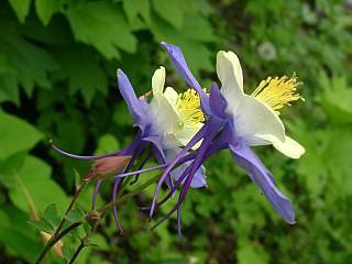 Aquilegia caerulea