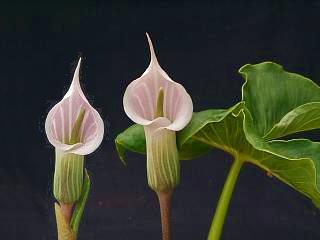 Arisaema candidissimum