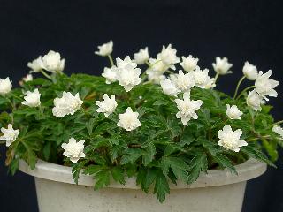 Anemone nemorosa 'Alba Plena'
