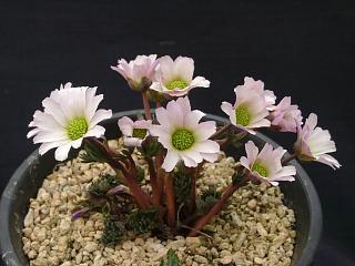 Callianthemum kernerianum