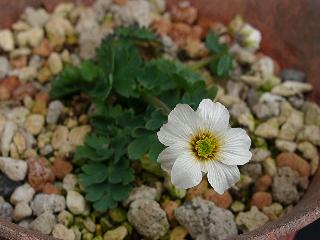 Callianthemum sajanense