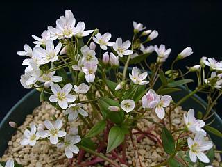 Claytonia lanceolata