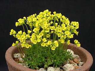 Draba crassifolia