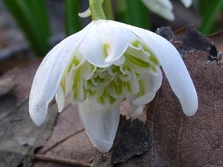 Galanthus nivalis fl.pl.