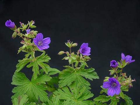 Geranium gymnocaulon