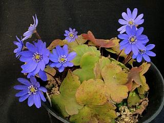 Hepatica transsilvanica
