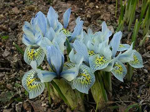 ris histrioides 'katherine Hodgkin'