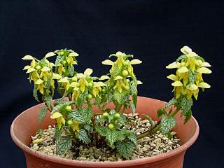 Lamium galeobdolon 'Hermann's' Pride'