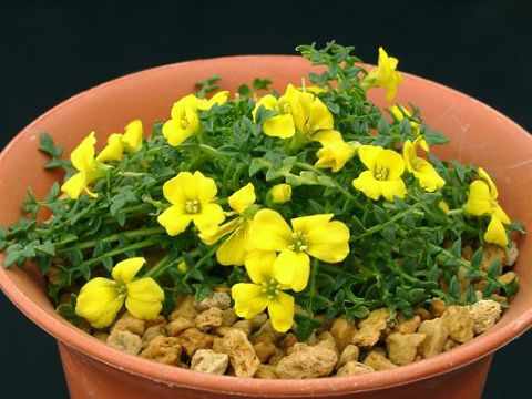 Morisia monanthos