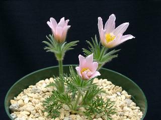 Pulsatilla vulgaris 'Barton's Pink'