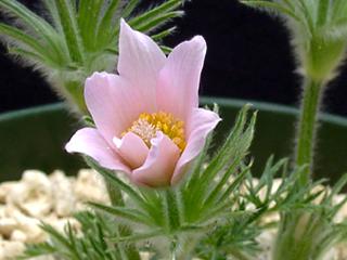 Pulsatilla vulgaris 'Barton's Pink'