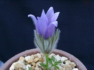 Pulsatilla slavica