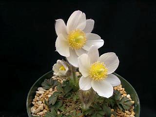 Pulsatilla vernalis