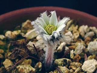 Pulsatilla taraoi J^IJ\E.