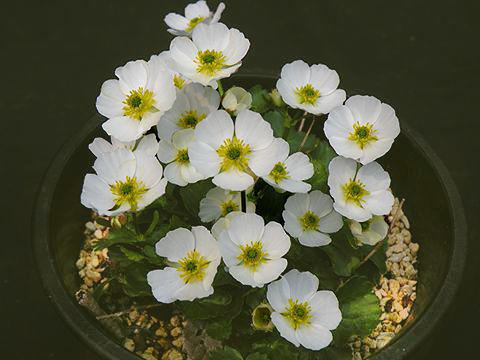 Ranunculus crenatus