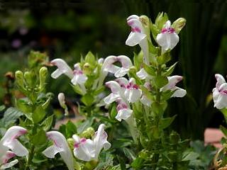 Scutellaria alpina