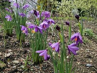 Sisyrinchium douglasii