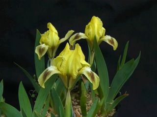 Iris pumila
