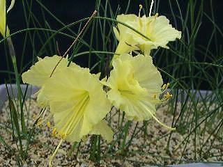 Narcissus romieuxii