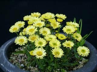 Erigeron aureus 'Canary Bird'