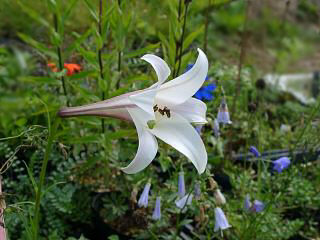 Lilium formosana 'Little Princess'