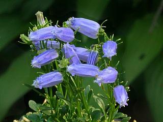 Campanula zoysii