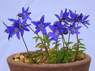 Campanula uemulae