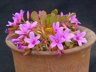 Claytonia megarhiza v. nivalis