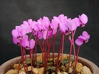 Cyclamen coum