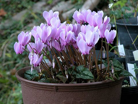 Cyclamen hederifolium album