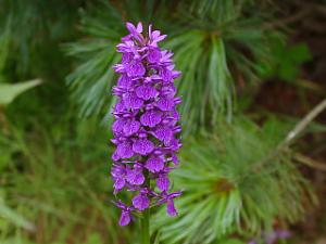 Dactylorhiza x FOLIORELLA