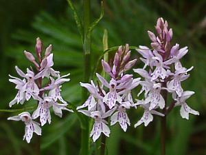 Dactylorhiza fuchsii