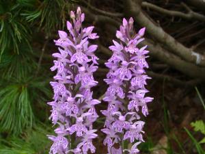 Dactylorhiza praetermissa