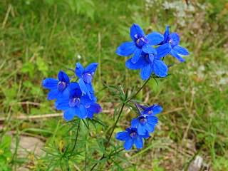 Delphinium likiangense